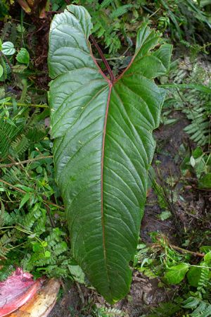 Pictured in Cosanga - Napo Province Image Copyright © 2024 by Ricardo Zambrano
