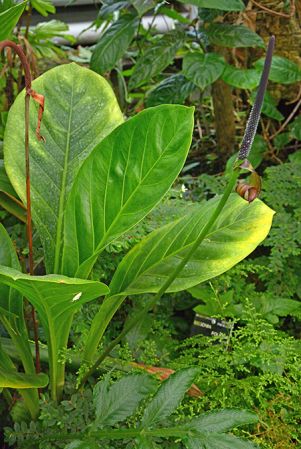 From Bolivar, Venezuela, pictured at the Jardin Botanique de Lyon (France) Image Copyright © 2020 by David Scherberich
