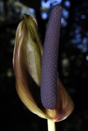 Pictured in Oaxaca, Mexico Image Copyright © 2020 by Fred Muller