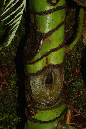 Pictured in the Botanischer Garten München (Germany) Image Copyright © 2016 by David Scherberich