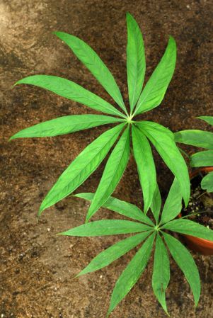 Croat 81920 from Peru (Junin) Pictured at the Jardin Botanique du Montet (Nancy, France) Image Copyright © 2012 by David Scherberich