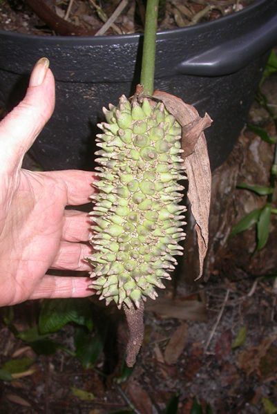 文件:AnthfaustomirandaeFTG 03.jpg