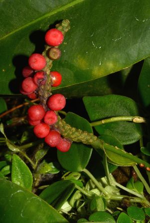 Pictured in the Botanischer Garten München (Germany) Image Copyright © 2016 by David Scherberich