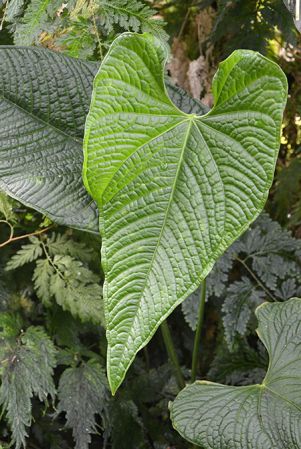 Pictured at the Jardin Botanique de Lyon (France) Image Copyright © 2016 by David Scherberich