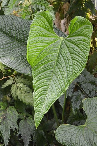 文件:Anthlapoanum 04.jpg