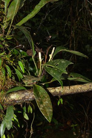 Pictured in Yasuni National Park (Orellana, Ecuador) Image Copyright © 2015 by David Scherberich
