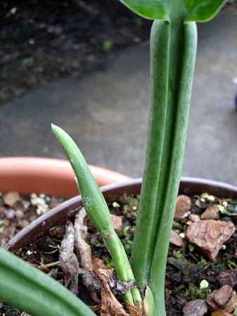 From Peru (Loreto), pictured at the Jardin Botanique du Montet (Nancy, France) Image Copyright © 2006 by David Scherberich