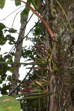 Croat 105773 pictured near Santiago, Morona Santiago (Ecuador) Image Copyright © 2015 by David Scherberich
