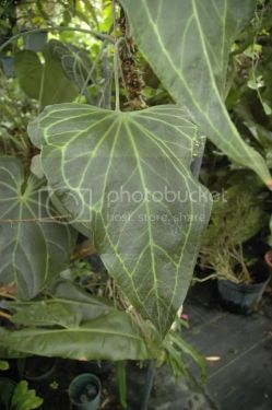Ree Gardens的母本