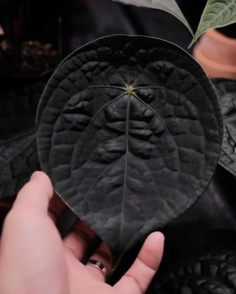 文件:盾杂奢华02.jpg