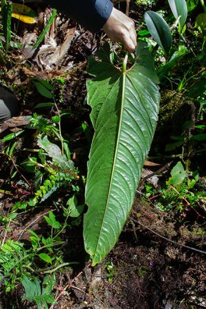 Pictured in Cosanga - Napo Province Image Copyright © 2024 by Ricardo Zambrano