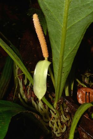 Croat 105793, pictured along Rio Piatua (Napo, Ecuador) Image Copyright © 2015 by David Scherberich