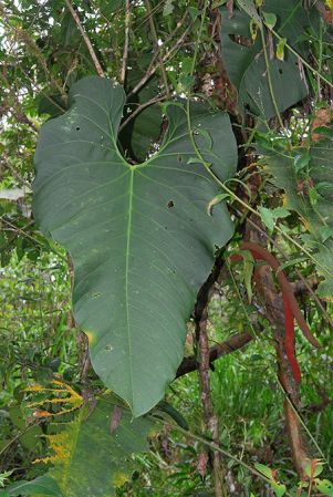 Croat 104477, pictured in Carchi, Ecuador Image Copyright © 2012 by David Scherberich