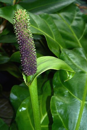 Pictured in Royal Botanic Gardens, Kew Image Copyright © 2015 by David Scherberich