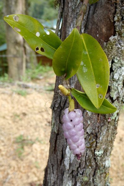 文件:AnthscandensBD 02.jpg