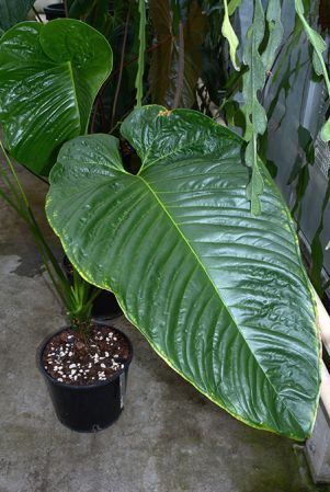 Pictured in Royal Botanic Gardens, Kew Image Copyright © 2015 by David Scherberich