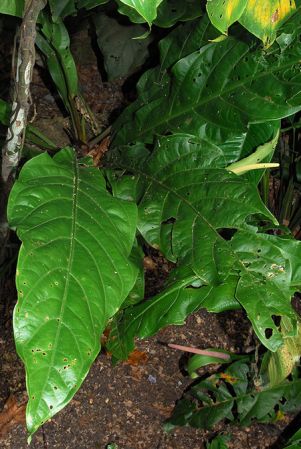 Pictured at the Jardín Botánico Uniamazonia (Florencia, Colombia) Image Copyright © 2013 by David Scherberich