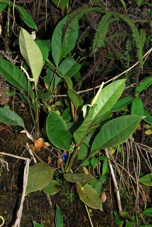 Croat 104093, pictured in Esmeraldas, Ecuador Image Copyright © 2013 by David Scherberich