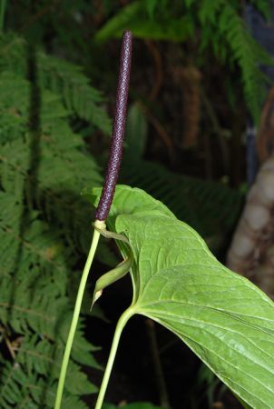 Croat 93458 from Ecuador, pictured at the Jardin Botanique de Lyon (France) Image Copyright © 2008 by David Scherberich