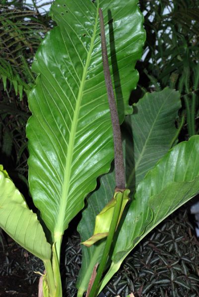 文件:Anthupalaense010752A 01.jpg