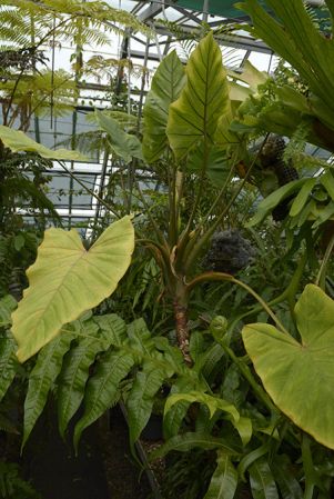 From Papua (Irian Jaya), pictured in Royal Botanic Garden Edinburgh Image Copyright © 2017 by David Scherberich