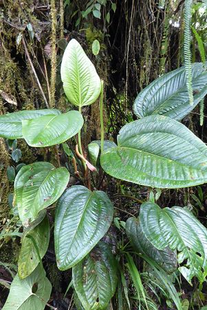 Pictured in La Planada Reserve, Narino, Colombia Image Copyright © 2018 by Bruce Dunstan