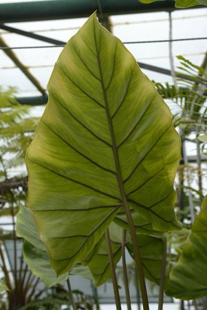 From Papua (Irian Jaya), pictured in Royal Botanic Garden Edinburgh Image Copyright © 2017 by David Scherberich