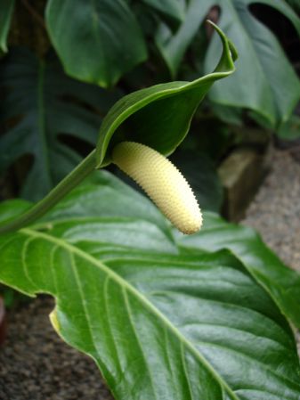 Pictured in the Botanischer Garten München (Germany) Image Copyright © 2006 by David Scherberich