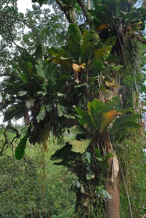 Pictured in Tolima, Colombia Image Copyright © 2013 by David Scherberich