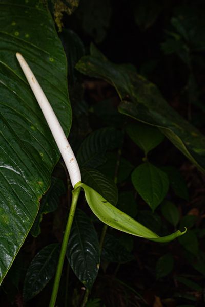 文件:AnthphlebodesMES 04.jpg