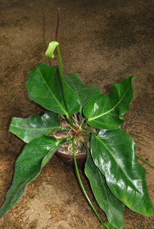 From Cuba (Vinales), pictured at the Jardin Botanique du Montet (Nancy, France) Image Copyright © 2012 by David Scherberich