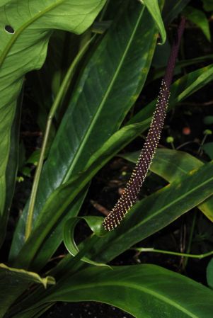 Pictured at the Jardin Botanique de Lyon (France) Image Copyright © 2014 by David Scherberich