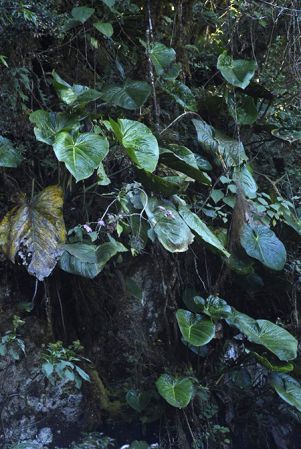 Pictured in Oaxaca, Mexico Image Copyright © 2020 by Fred Muller