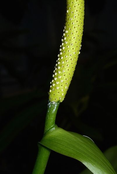 文件:AnthmicheliiCroat 08.jpg