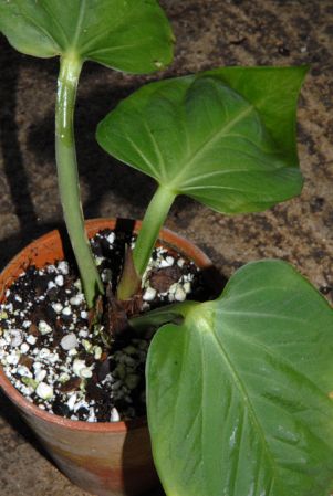 Pictured at the Jardin Botanique du Montet (Nancy, France) Images Copyright © 2009 by David Scherberich