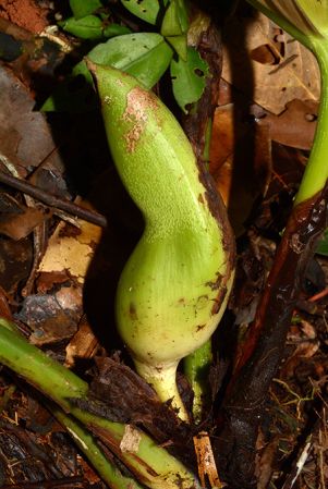 Croat 105842 pictured in Yasuni National Park (Orellana, Ecuador) Image Copyright © 2015 by David Scherberich