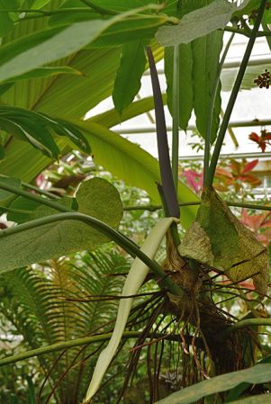 Pictured in the Botanischer Garten München (Germany) Image Copyright © 2016 by David Scherberich