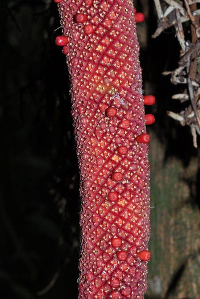 文件:AnthglaucospadixQ 05.jpg