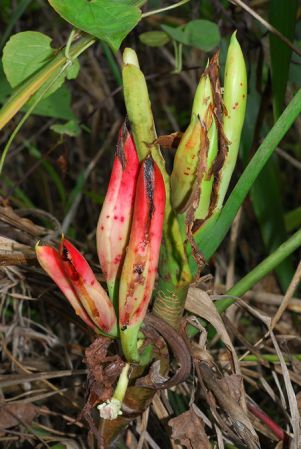 Croat 104074 pictured in Carchi, Ecuador Image Copyright © 2013 by David Scherberich