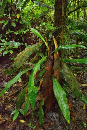 Pictured in Esmeraldas, Ecuador Image Copyright © 2021 by David Scherberich