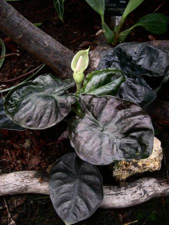Pictured at the Jardin Botanique de Lyon (France) Image Copyright © 2005 by David Scherberich