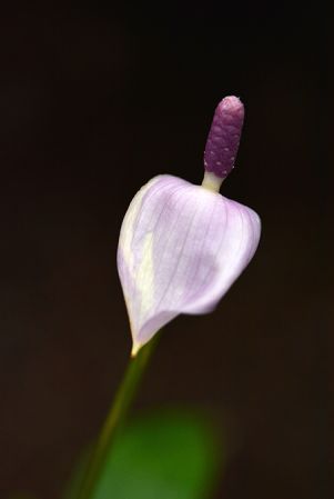 Pictured at the Jardin Botanique de Lyon (France) Image Copyright © 2022 by David Scherberich