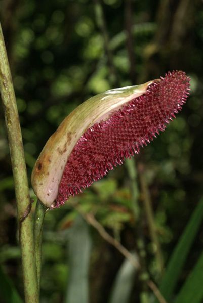 文件:AnthformosumGYG 02.jpg