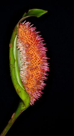 Pictured in Pacto - Pichincha Province Image Copyright © 2024 by Ricardo Zambrano