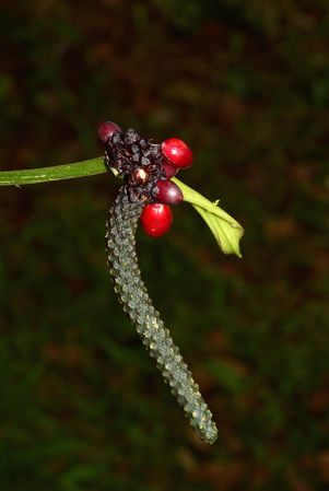 Croat 105655, pictured near Tena (Napo, Ecuador) Image Copyright © 2015 by David Scherberich