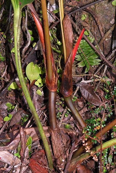 文件:AnthterticollectivumCroat104574 05.jpg