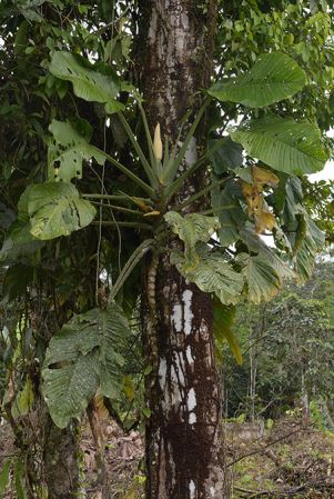 Croat 105798 pictured near Palora (Pastaza, Ecuador) Image Copyright © 2015 by David Scherberich