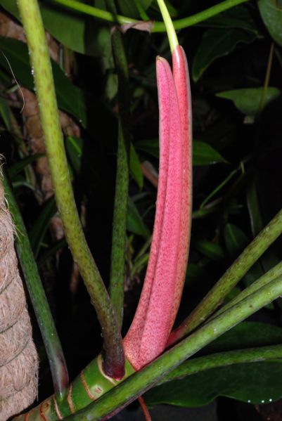 文件:PhiloadvenaBR 05.jpg