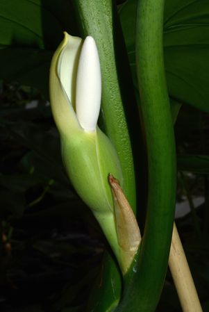 Pictured in Royal Botanic Gardens, Kew Image Copyright © 2015 by David Scherberich