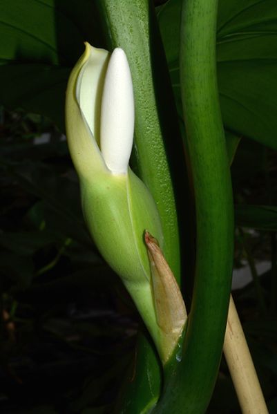 文件:Philobarrosoanum 05.jpg